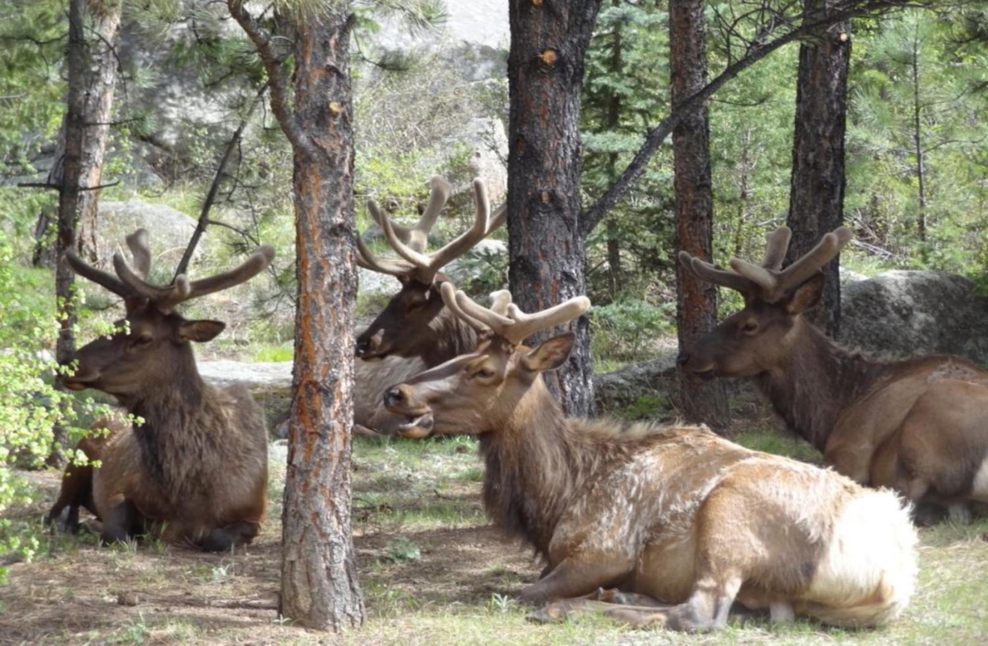 Stonebrook Resort - Adult Only Estes Park Zewnętrze zdjęcie